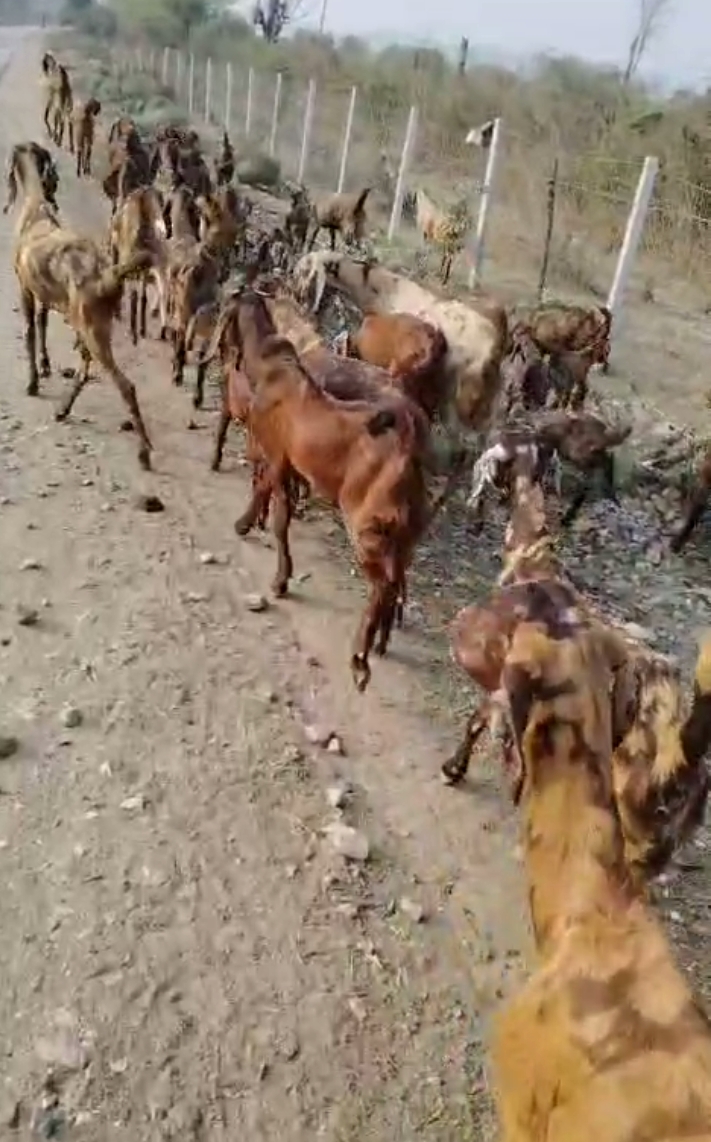 bakra image